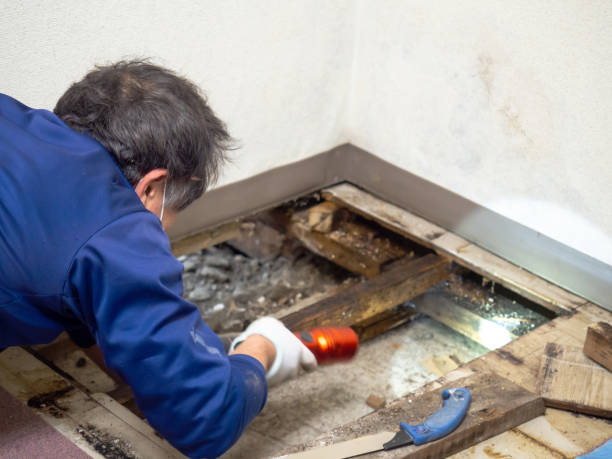 Attic Mold Removal in Mattoon, IL